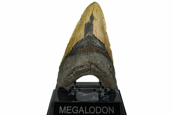 Fossil Megalodon Tooth - North Carolina #258755